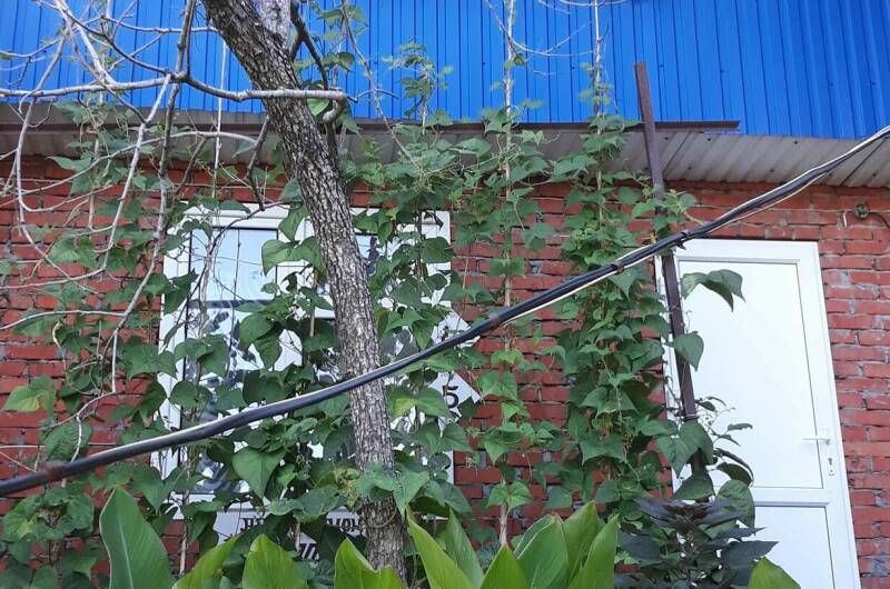 Изображение Изображение гостиницы &quot;Гостевой дом «Дом Солнца»&quot; #7 #5