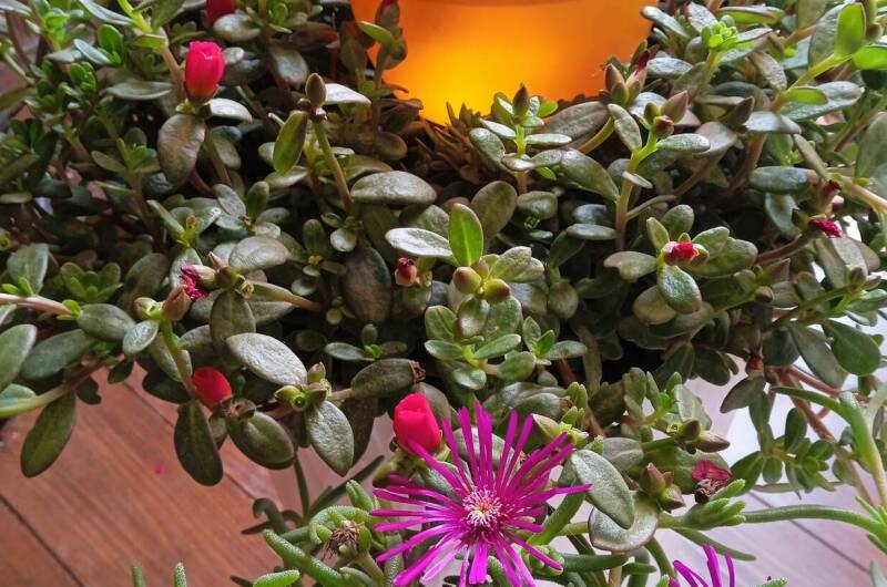 Изображение Изображение гостиницы &quot;Гостевой дом «Новая Одиссея»&quot; #4 #2