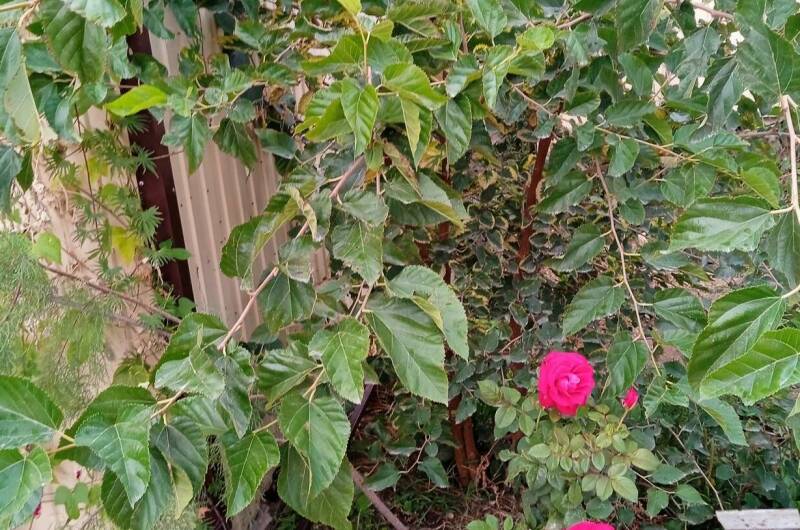 Изображение Изображение гостиницы &quot;Гостевой дом «Новая Одиссея»&quot; #6 #4