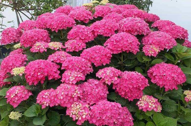 Изображение Изображение гостиницы &quot;Гостевой дом «Бабушкин дворик»&quot; #4 #2