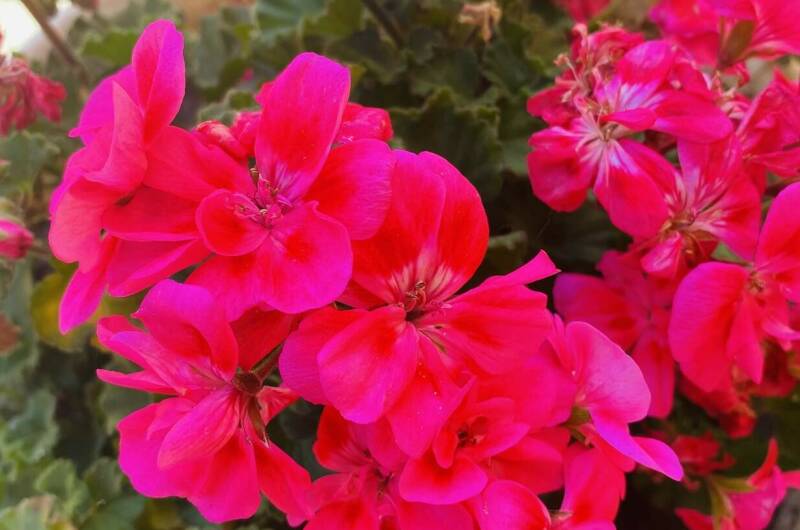 Изображение Изображение гостиницы &quot;Гостевой дом «Виолетта»&quot; #4 #2