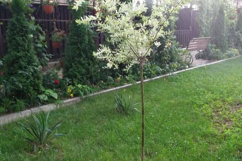 Изображение Изображение гостиницы &quot;Гостевой дом «Аркада»&quot; #6 #4