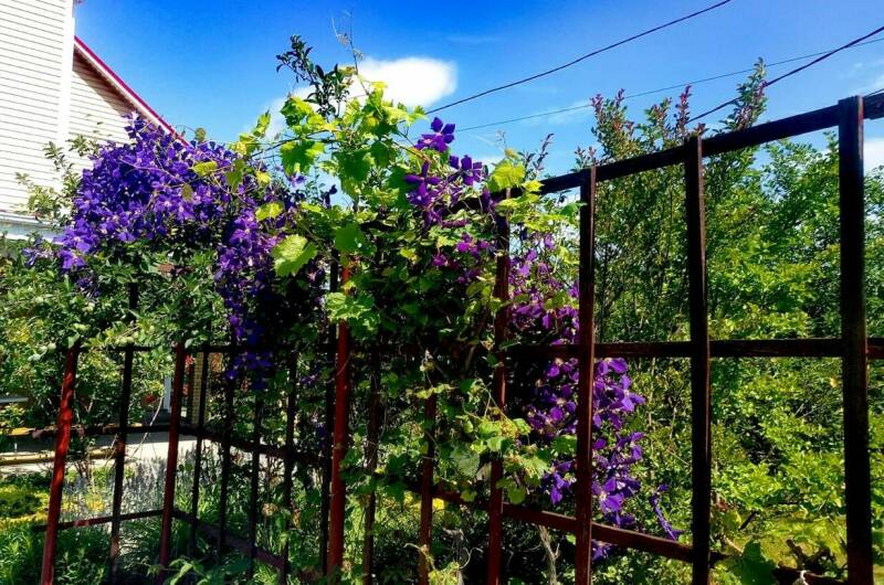 Изображение Изображение гостиницы &quot;Гостевой дом «Александрия»&quot; #3 #1