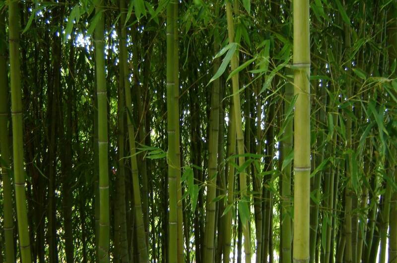 Изображение Изображение гостиницы &quot;Частный дом «Бамбуковая роща»&quot; #6 #4