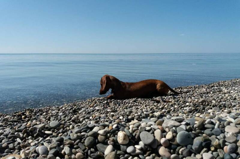 Изображение Изображение гостиницы &quot;Гостевой дом «У моря»&quot; #11 #9