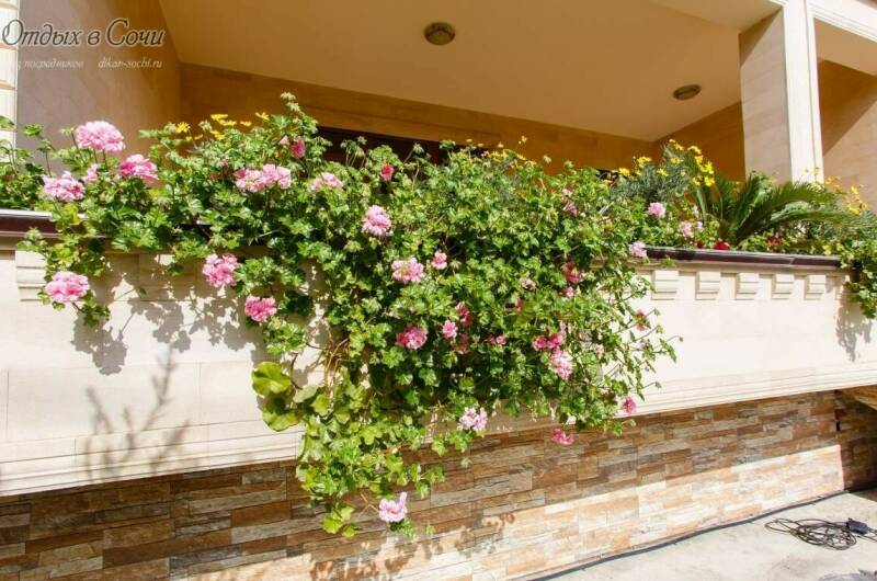 Изображение Изображение гостиницы &quot;Отель «Джульетта»&quot; #9 #7