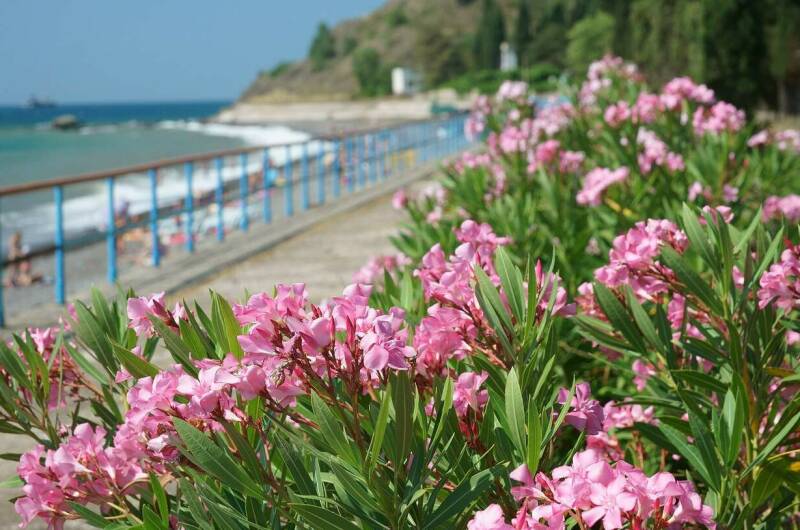 Изображение Изображение гостиницы &quot;Вилла «Аркадия»&quot; #7 #5