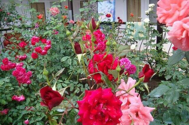 Изображение Изображение гостиницы &quot;Отель «Натали»&quot; #5 #3