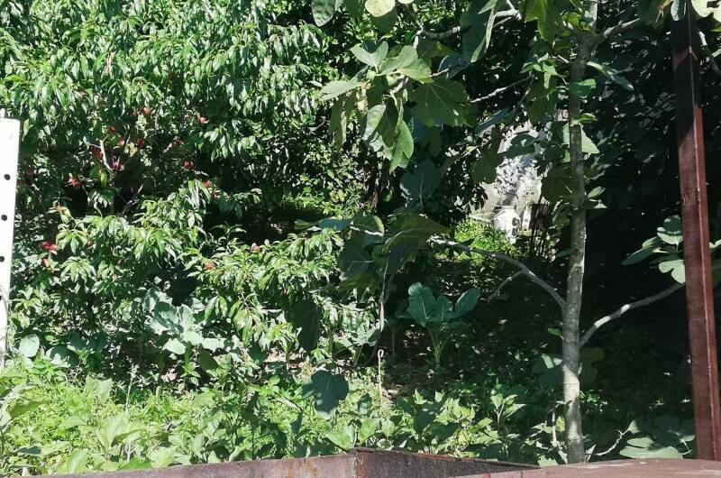 Изображение Изображение гостиницы &quot;Частный сектор «В гостях у тети Аси»&quot; #10 #8