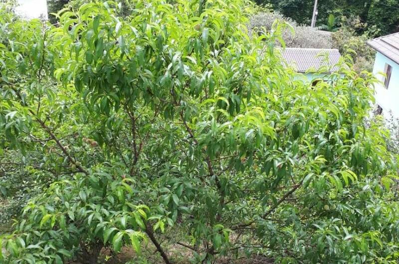 Изображение Изображение гостиницы &quot;Гостевой дом «Алые паруса»&quot; #4 #2