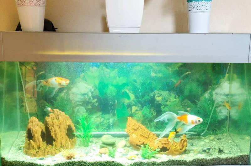 Изображение Изображение гостиницы &quot;Дом «Золотая рыбка»&quot; #3 #1