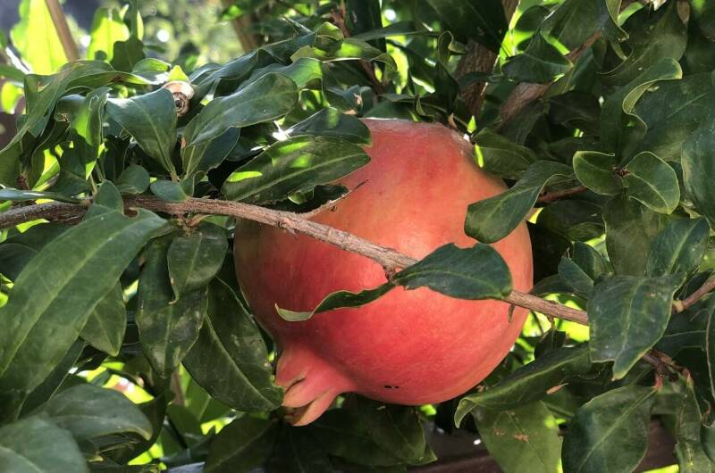 Изображение Изображение гостиницы &quot;Дом «Золотая рыбка»&quot; #11 #9