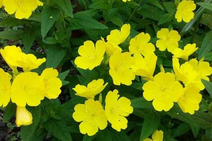 Изображение Изображение квартиры &quot;Домик под ключ «Вишня»&quot; #9 #7