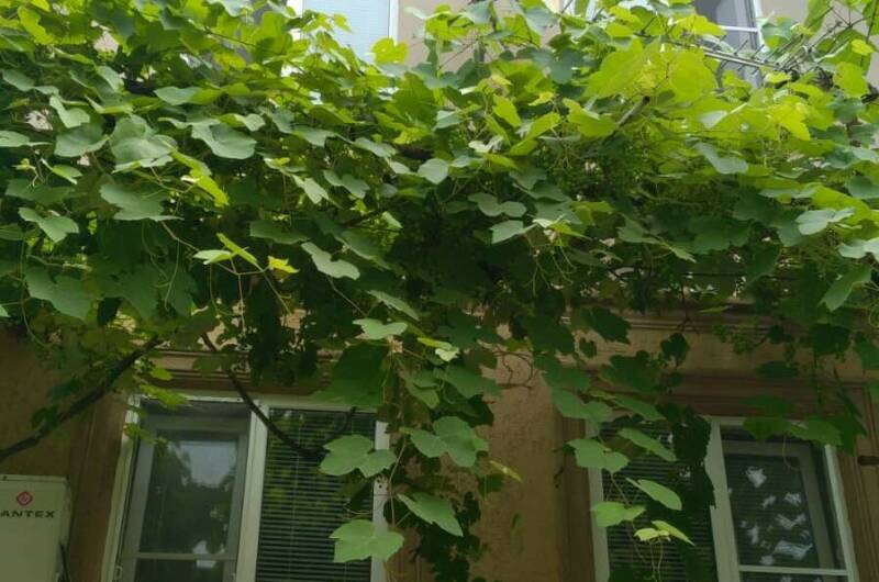 Изображение Изображение гостиницы &quot;Гостевой дом «Анаида»&quot; #7 #5