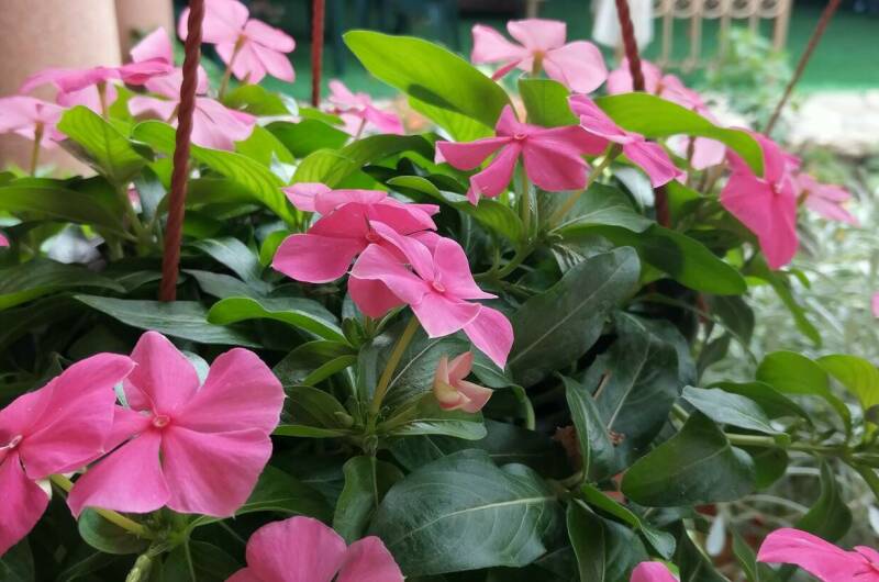 Изображение Изображение гостиницы &quot;Частный сектор на Ленина&quot; #6 #4