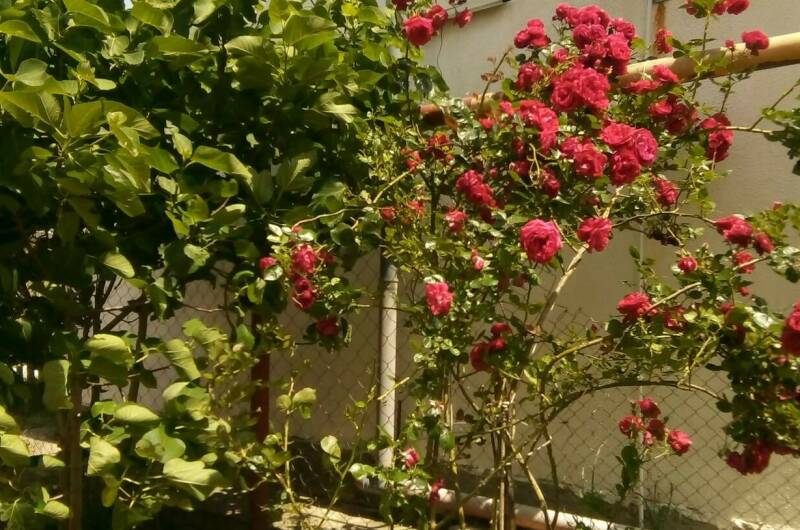 Изображение Изображение гостиницы &quot;Гостевой дом «София»&quot; #6 #4