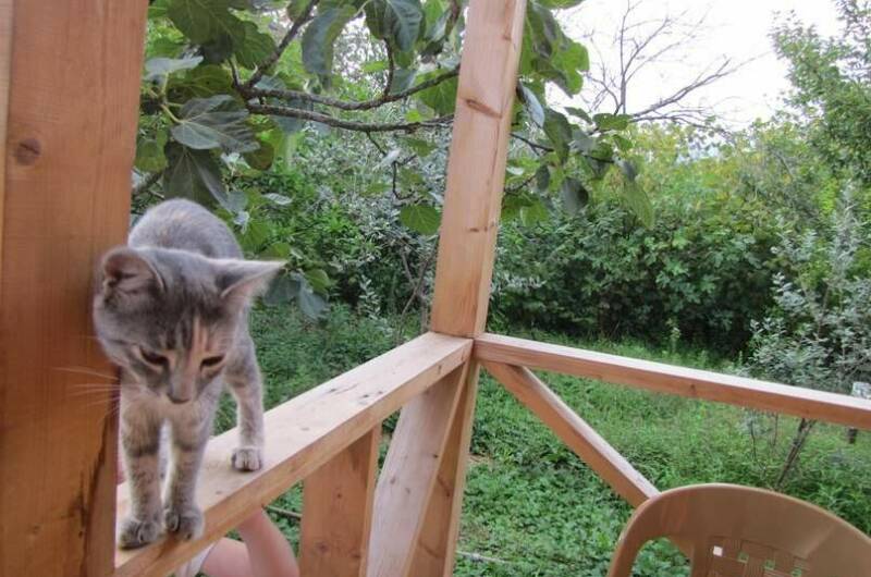 Изображение Изображение гостиницы &quot;Гостевой дом «Зеленый дворик»&quot; #5 #3