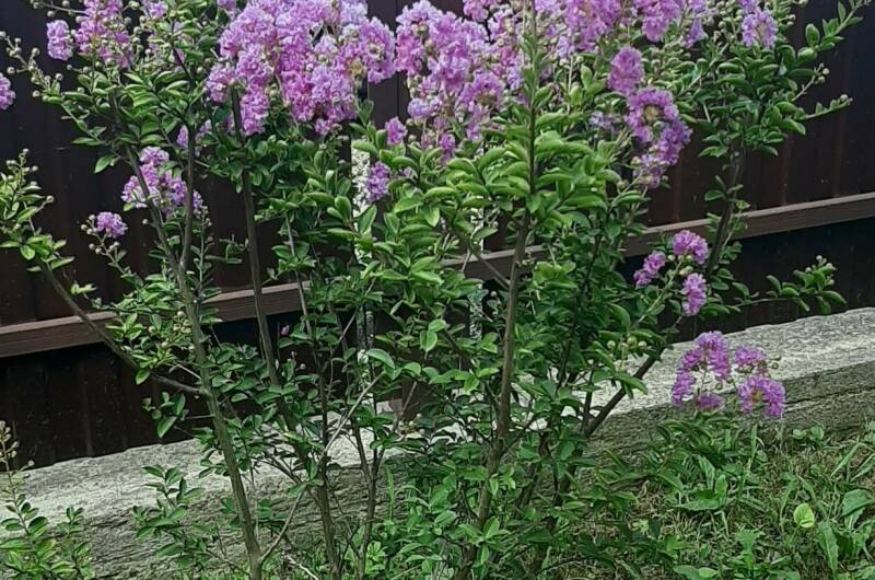 Изображение Изображение квартиры &quot;Дом под ключ «Сливовый сад»&quot; #3 #1