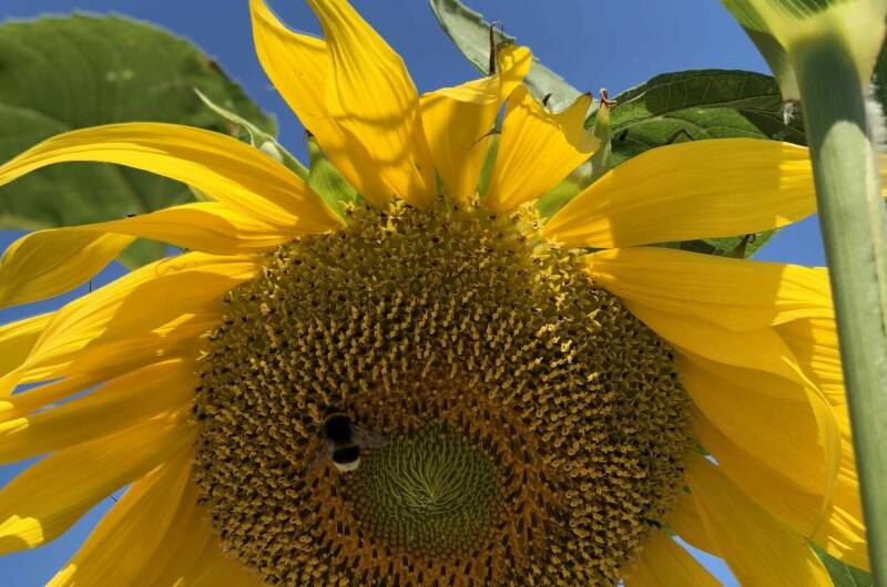 Изображение Изображение гостиницы &quot;Частное домовладение «Русалочка»&quot; #4 #2