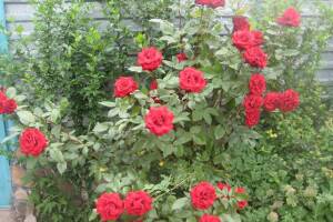 Изображение отеля / гостиницы "Мини-гостиница «Дюшес»"