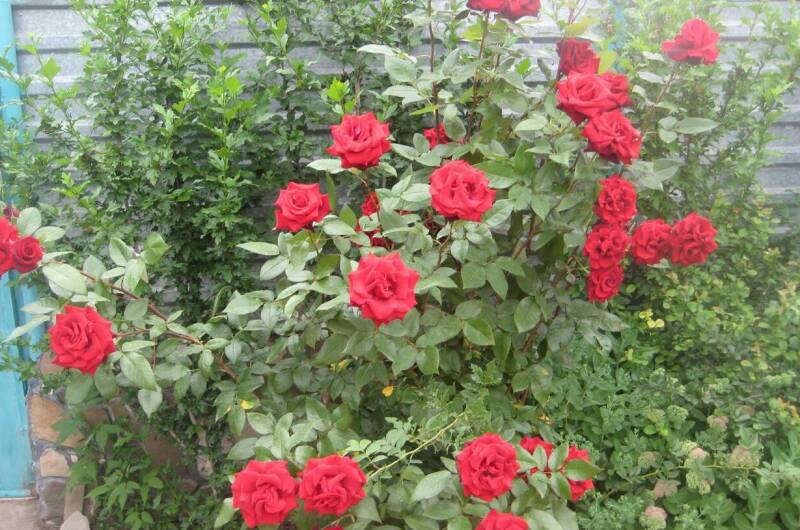 Изображение гостиницы "Мини-гостиница «Дюшес»" #1