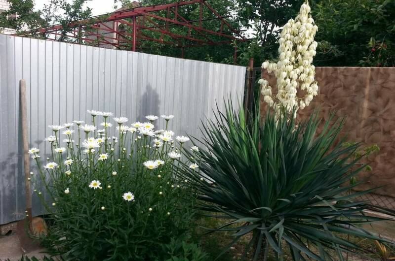 Изображение Изображение гостиницы &quot;Мини-гостиница «Дюшес»&quot; #7 #5