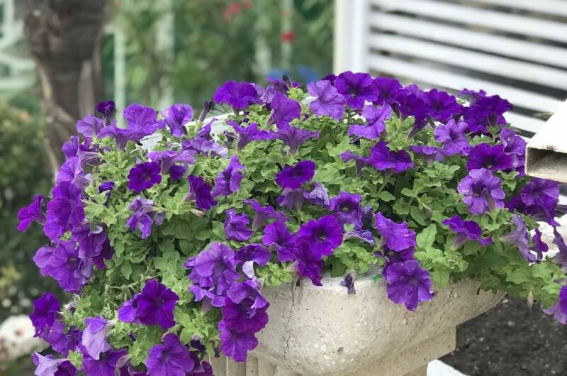 Изображение Изображение гостиницы &quot;Отель «Dadayan»&quot; #4 #2