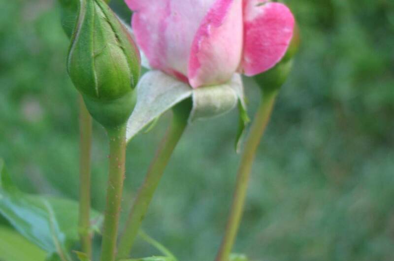 Изображение Изображение гостиницы &quot;Гостевой дом «Натали»&quot; #11 #9