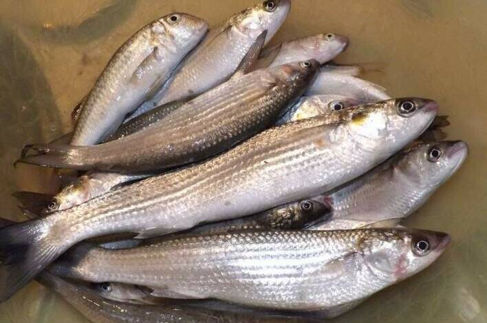 Изображение Изображение гостиницы &quot;Гостевой дом «Маяк»&quot; #7 #5