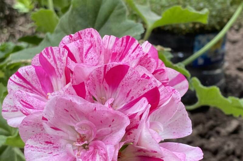 Изображение Изображение гостиницы &quot;Гостевой Дом «Евгения»&quot; #4 #2