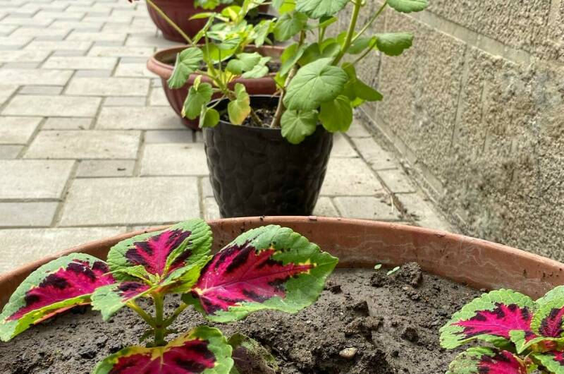 Изображение Изображение гостиницы &quot;Гостевой Дом «Евгения»&quot; #8 #6