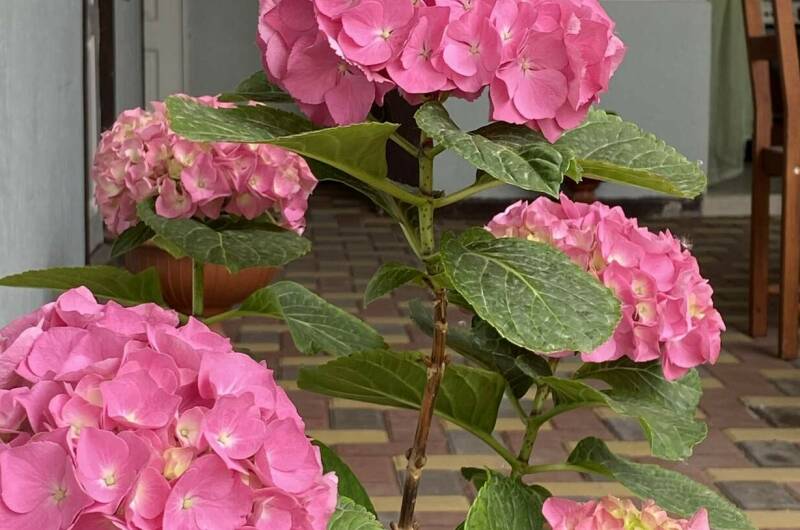 Изображение Изображение гостиницы &quot;Гостевой Дом «Евгения»&quot; #9 #7