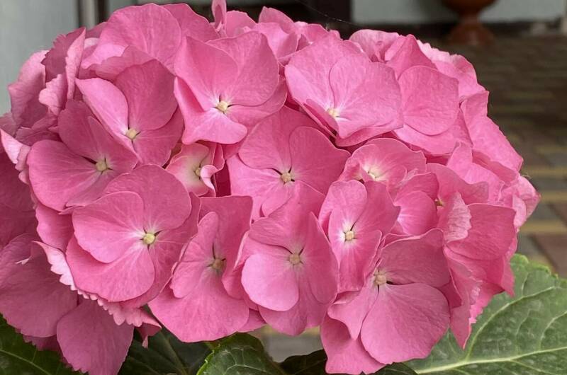 Изображение Изображение гостиницы &quot;Гостевой Дом «Евгения»&quot; #10 #8