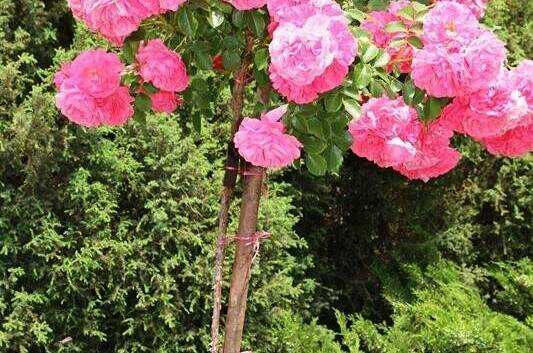 Изображение Изображение гостиницы &quot;Гостевой дом «7up»&quot; #10 #8