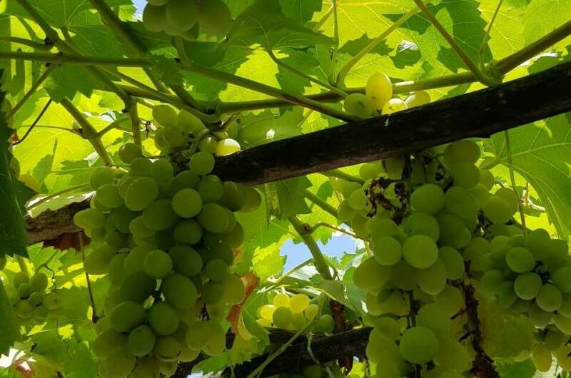 Изображение Изображение гостиницы &quot;Частный сектор «Артемис»&quot; #5 #3