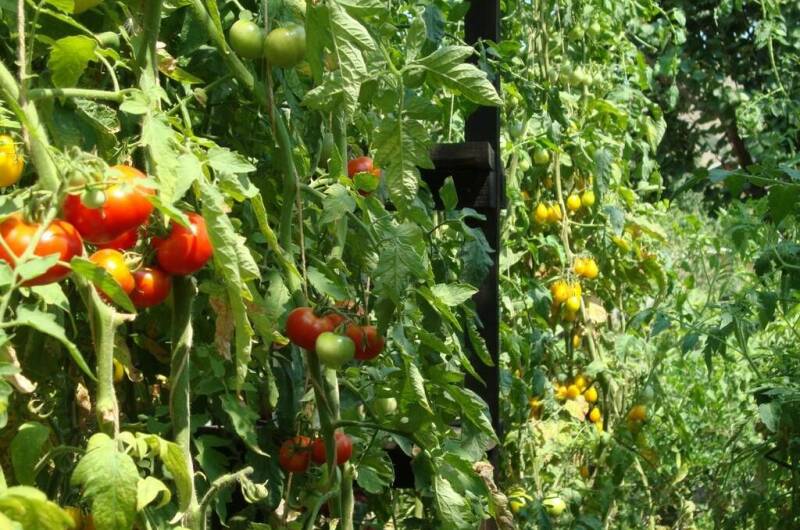 Изображение Изображение гостиницы &quot;Гостевой дом «У Валентины»&quot; #5 #3