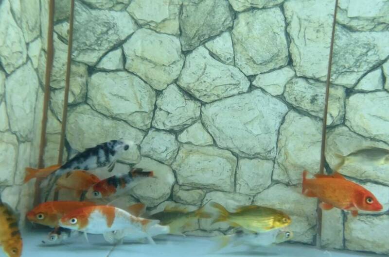 Изображение Изображение гостиницы &quot;Гостевой дом «Светлана»&quot; #4 #2