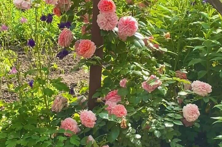 Изображение Изображение гостиницы &quot;Гостевой дом «Светлана»&quot; #11 #9