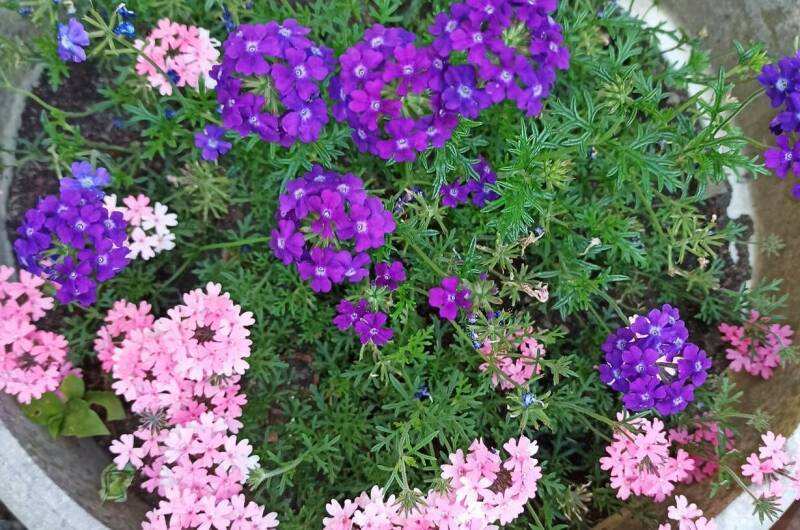 Изображение Изображение гостиницы &quot;Гостевой дом «Дивный островок»&quot; #9 #7