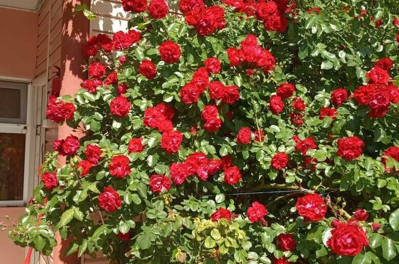 Изображение Изображение гостиницы &quot;Гостевой дом «Любовь»&quot; #10 #8