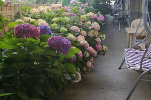 Изображение отеля / гостиницы "Гостевой дом «Гортензия»"