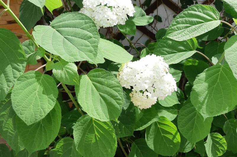 Изображение Изображение гостиницы &quot;Гостевой дом «Стефания»&quot; #5 #3