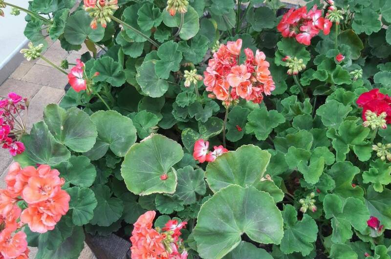 Изображение Изображение гостиницы &quot;Гостевой дом «Стефания»&quot; #7 #5