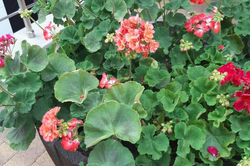 Изображение Изображение гостиницы &quot;Гостевой дом «Стефания»&quot; #8 #6