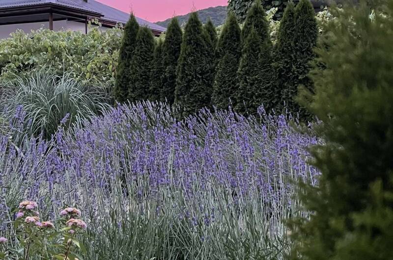 Изображение Изображение гостиницы &quot;Гостевой дом «Лавандовый дворик»&quot; #7 #5