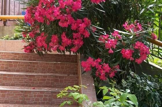 Изображение Изображение гостиницы &quot;Гостевой дом «Бриз Лоо»&quot; #11 #9