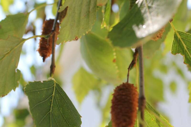 Изображение Изображение гостиницы &quot;Апартаменты «Белая береза»&quot; #11 #9