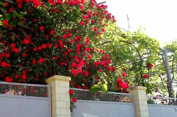 Изображение гостиницы "Гостевой дом «София»" #1