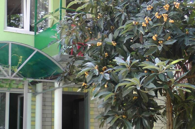 Изображение Изображение гостиницы &quot;Гостевой дом «Белый ирис»&quot; #4 #2