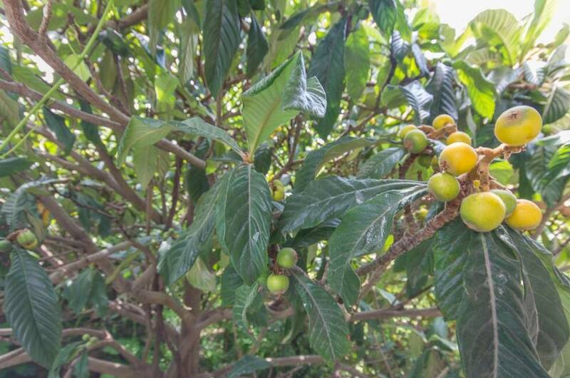 Изображение Изображение гостиницы &quot;Гостевой дом «у Саркиса»&quot; #7 #5